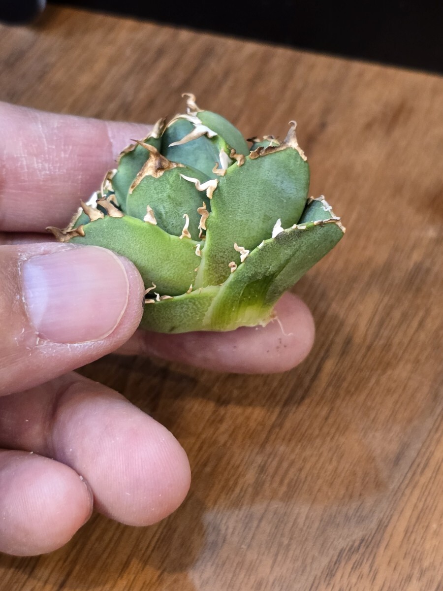 アガベ チタノタ COK CG01 追星 OC子株 コック(検索 Agave アガベ チタノタ COK CG01 追星 OC子株 コック(検索 Agave
