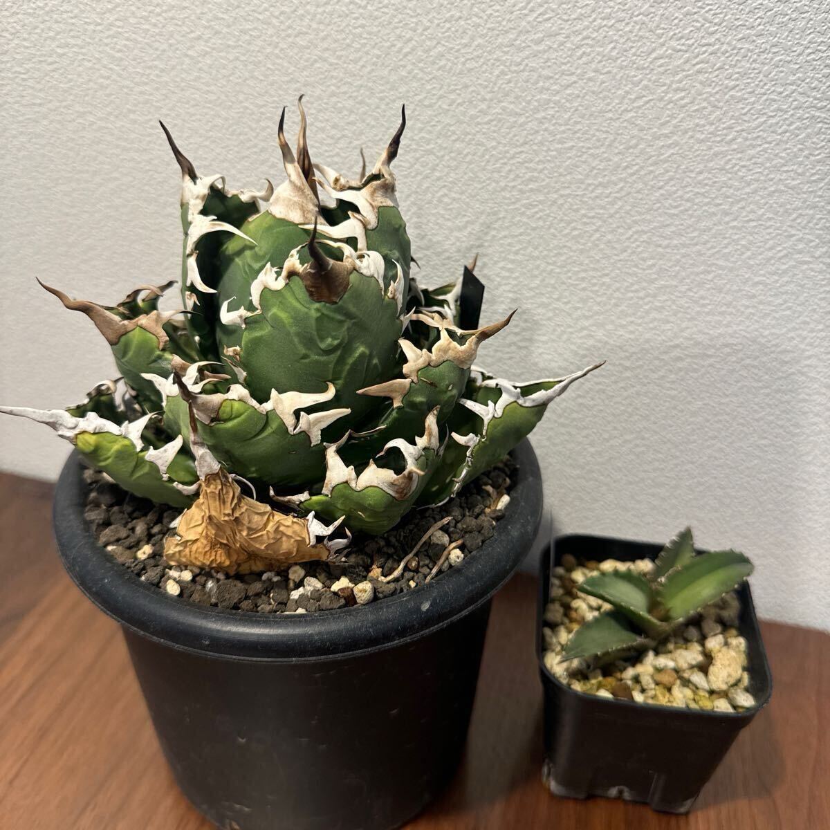 最終出品 アガベ バラクーダ 子株放出 オテロイ titanota Agave 最終出品 アガベ バラクーダ 子株放出 オテロイ titanota Agave