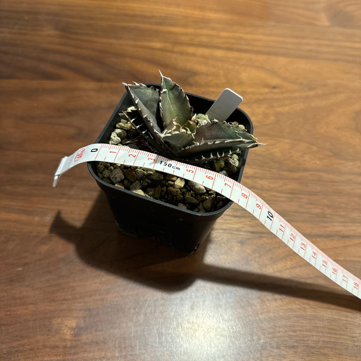 最終出品 アガベ バラクーダ 子株放出 オテロイ titanota Agave 最終出品 アガベ バラクーダ 子株放出 オテロイ titanota Agave