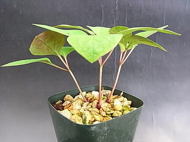 ♪山野草::斑入りヤマシャクヤク、山芍薬 『銘品・熊野錦-3 ♪山野草::斑入りヤマシャクヤク、山芍薬 『銘品・熊野錦-3