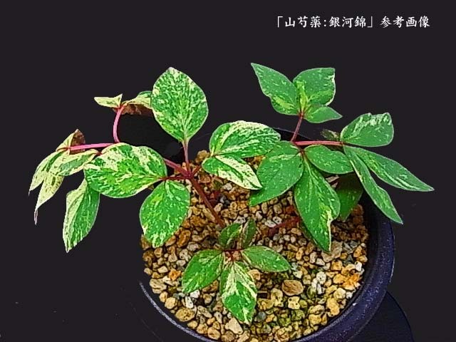♪山野草::斑入りヤマシャクヤク、山芍薬 『銘品・銀河錦-3 ♪山野草::斑入りヤマシャクヤク、山芍薬 『銘品・銀河錦-3
