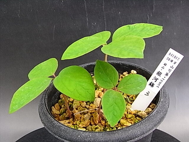 ♪山野草::斑入りヤマシャクヤク、山芍薬 『銘品・銀河錦-3 ♪山野草::斑入りヤマシャクヤク、山芍薬 『銘品・銀河錦-3