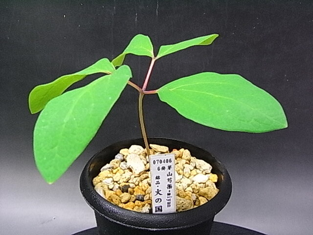 ヤマシャクヤク【火の国】 : 北の山野草ハウスのblog