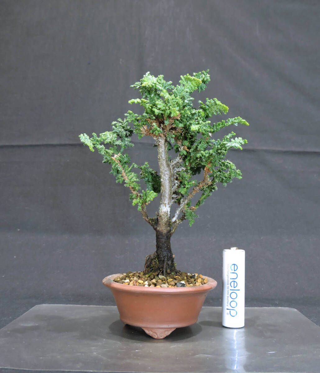 ヒノキ 石化桧 ミニ盆栽 奥行9 5cm 横幅10cm 高さ16cm|Yahoo ヒノキ 石化桧 ミニ盆栽 奥行9 5cm 横幅10cm 高さ16cm|Yahoo