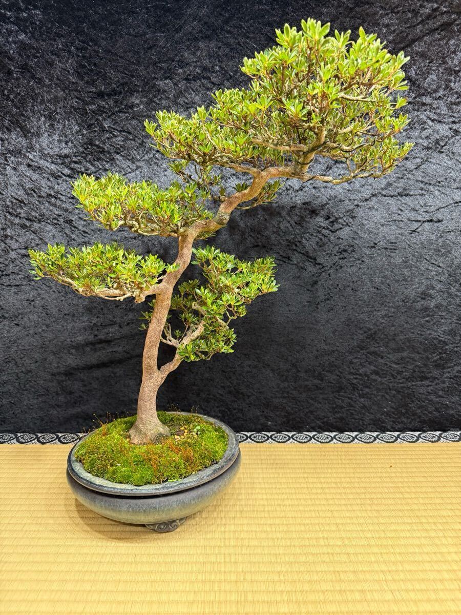 即展示 皐月 真山 ◇◇ 樹高54cm 皐月盆栽 ' 盆栽鉢 ' 展示会 即展示 皐月 真山 ◇◇ 樹高54cm 皐月盆栽 ' 盆栽鉢 ' 展示会