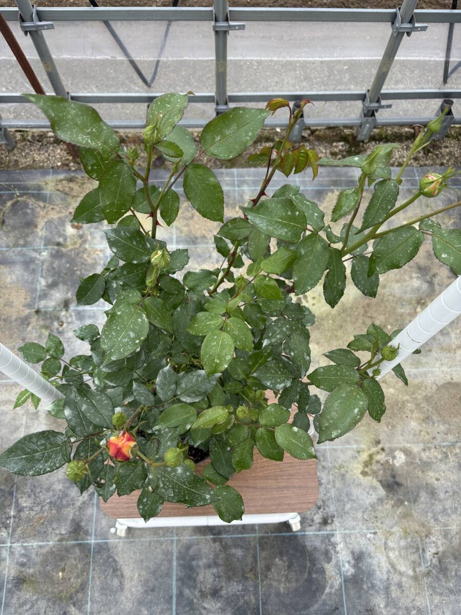 item_image_3