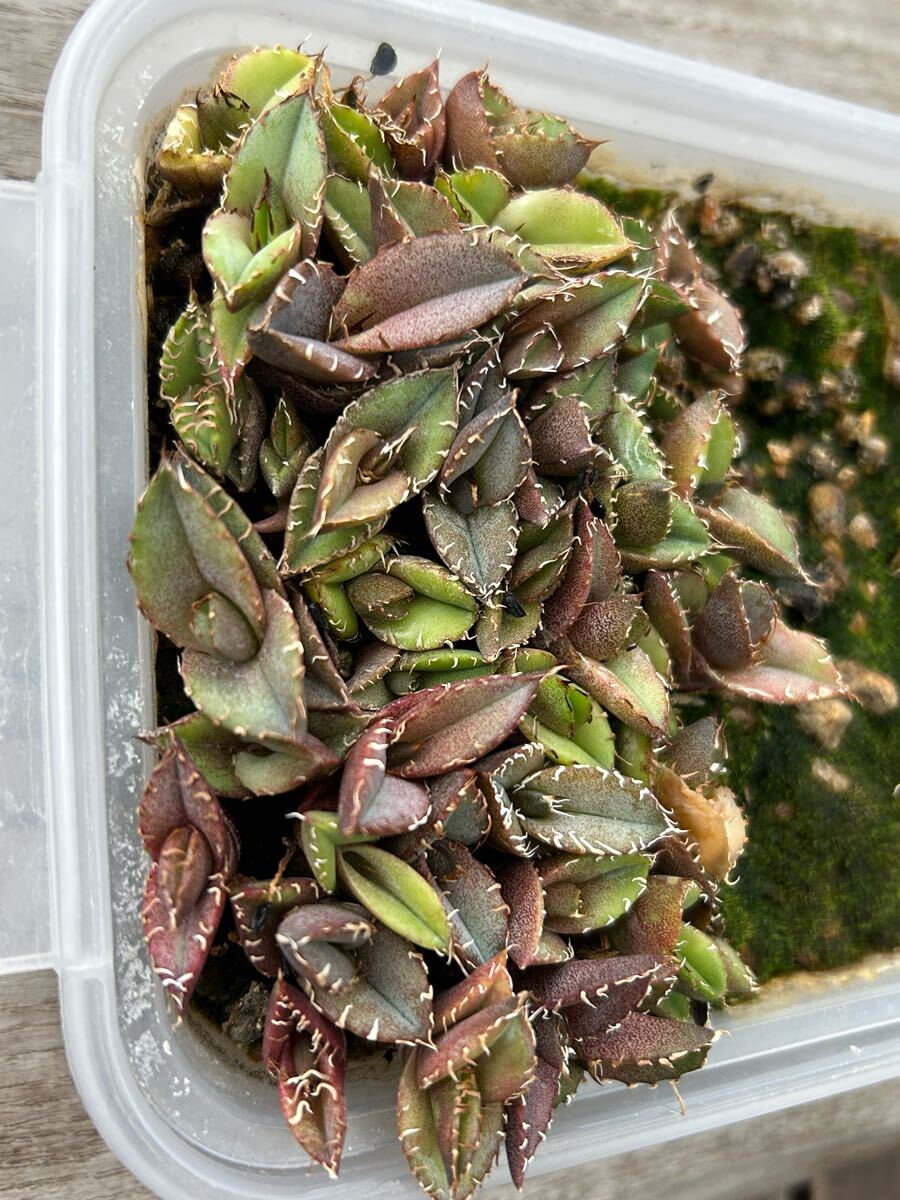 オテロイ 実生 約40株 2024.8.26播種 未選抜 検)アガベ agave オテロイ 実生 約40株 2024.8.26播種 未選抜 検)アガベ agave