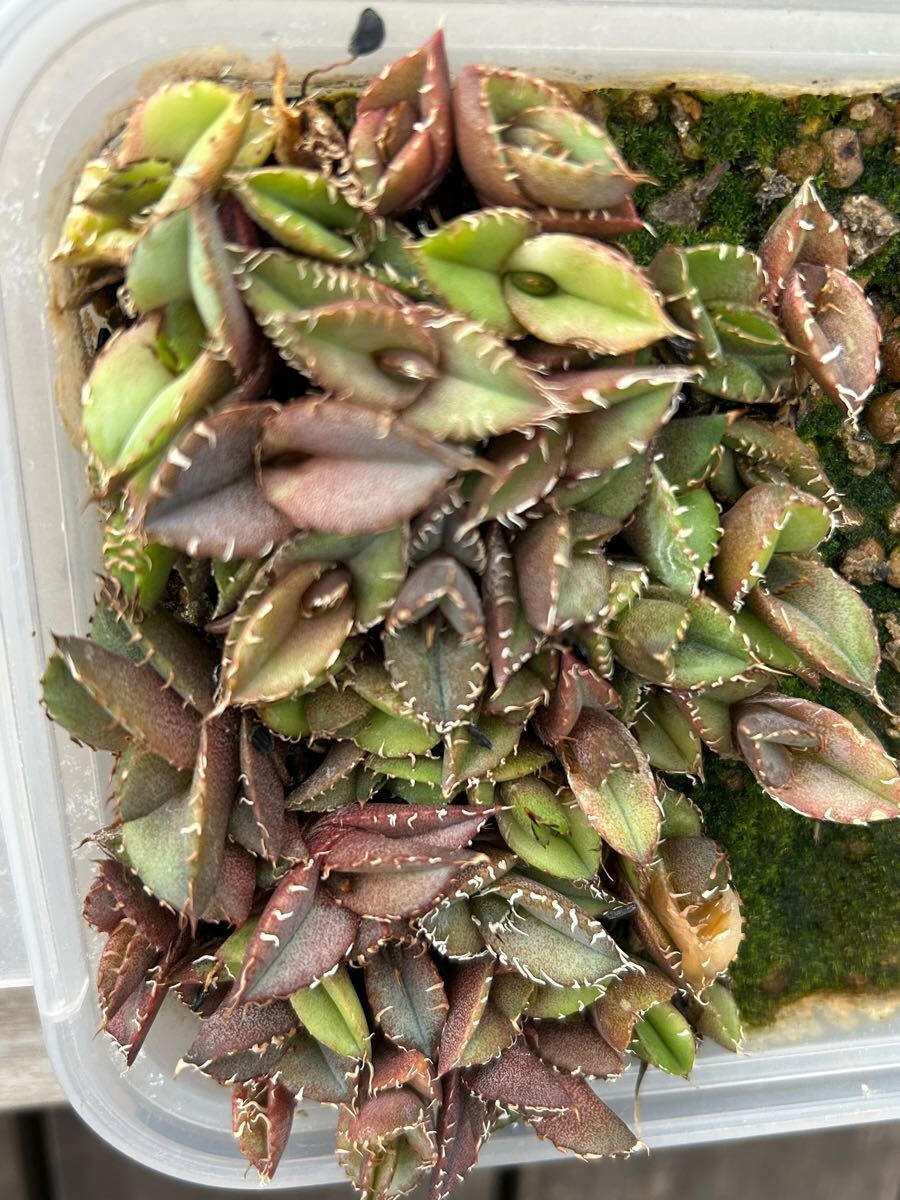 オテロイ 実生 約40株 2024.8.26播種 未選抜 検)アガベ agave オテロイ 実生 約40株 2024.8.26播種 未選抜 検)アガベ agave