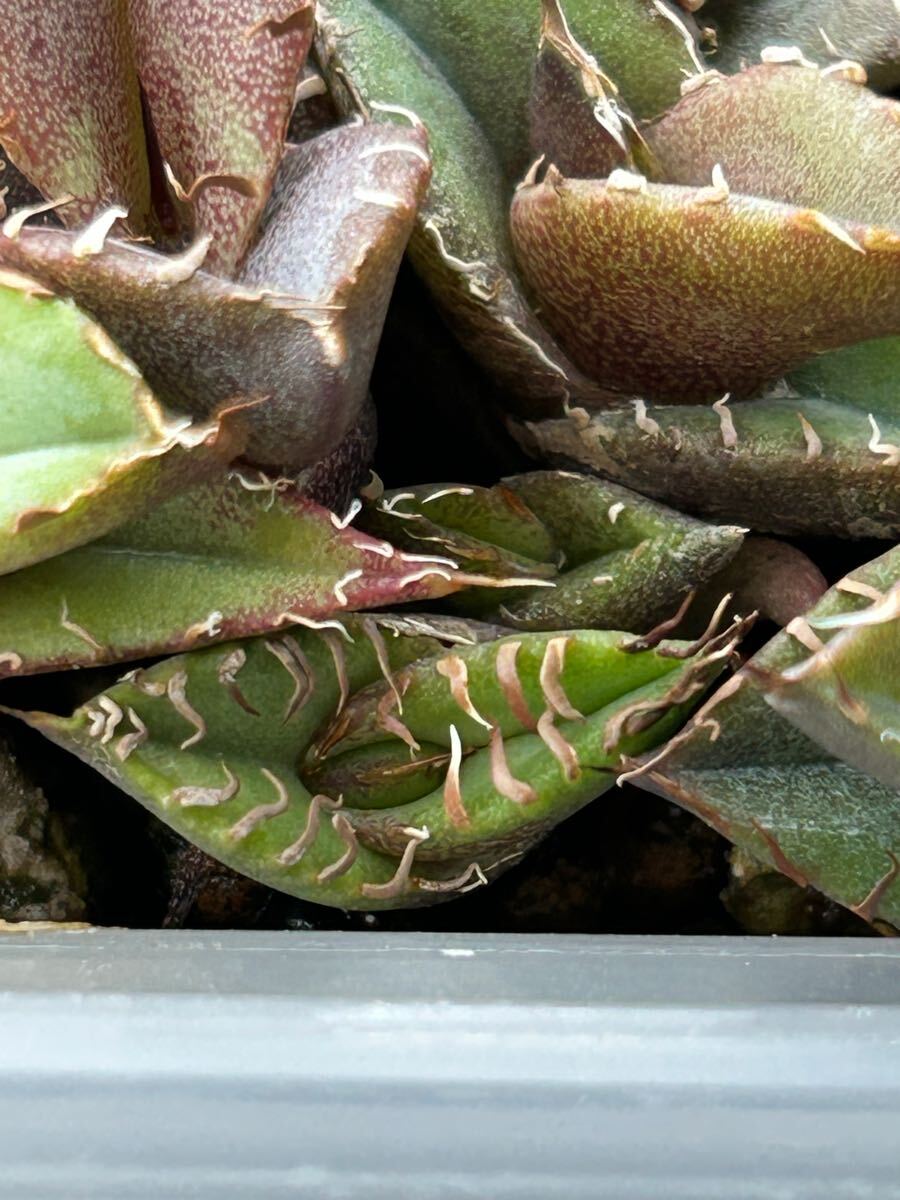 オテロイ 実生 約40株 2024.8.26播種 未選抜 検)アガベ agave オテロイ 実生 約40株 2024.8.26播種 未選抜 検)アガベ agave