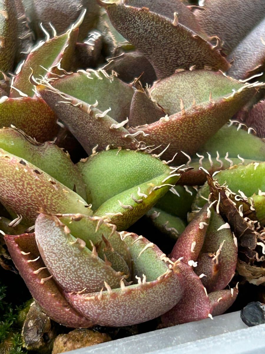 オテロイ 実生 約40株 2024.8.26播種 未選抜 検)アガベ agave オテロイ 実生 約40株 2024.8.26播種 未選抜 検)アガベ agave