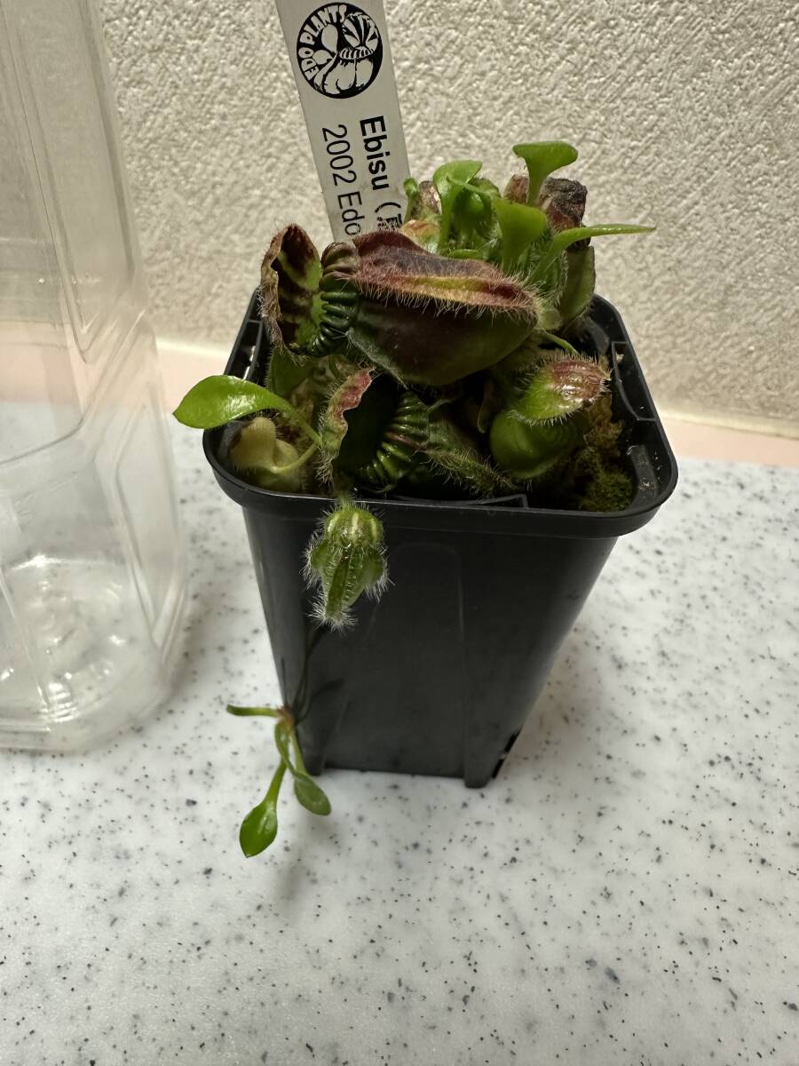その他観葉植物 Cephalotus follicularis Ebisu その他観葉植物 Cephalotus follicularis Ebisu Cephalotus