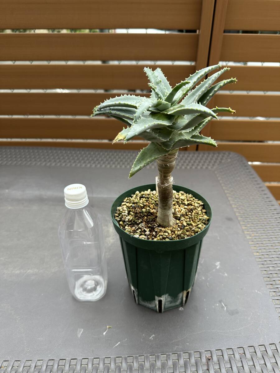 Aloidendron(Aloe) pillansii アロイデンドロン アロエ Aloidendron(Aloe) pillansii アロイデンドロン アロエ