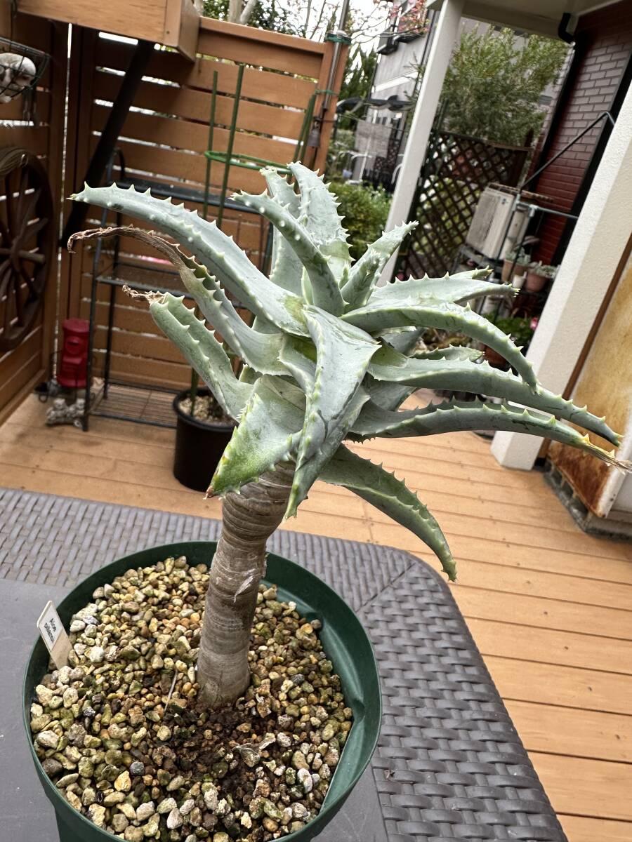 Aloidendron(Aloe) pillansii アロイデンドロン アロエ Aloidendron(Aloe) pillansii アロイデンドロン アロエ