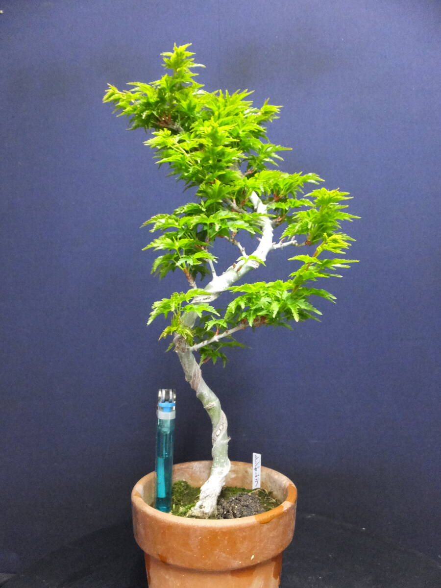 伊豆盆栽>獅子頭もみじ>小品盆栽“文人仕立樹高29cmもみじ盆栽 伊豆盆栽>獅子頭もみじ>小品盆栽“文人仕立樹高29cmもみじ盆栽
