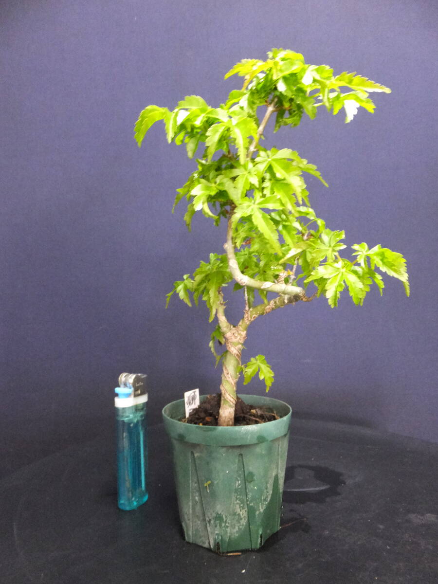 モミジ小品盆栽2点 雄獅子 獅子頭 植物 盆栽 - メルカリ
