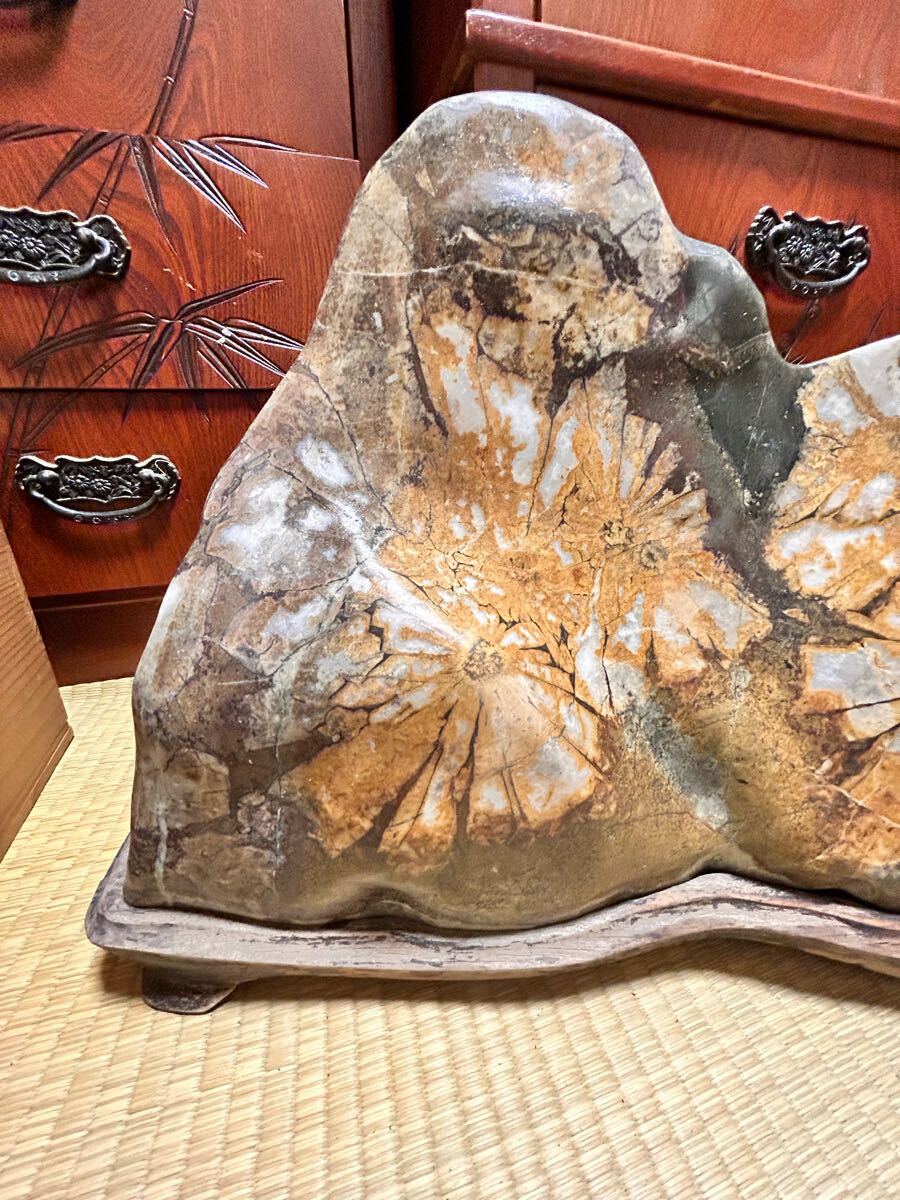 菊花石 23kg 原石 自然石 天然石 台座付(原石)｜売買された