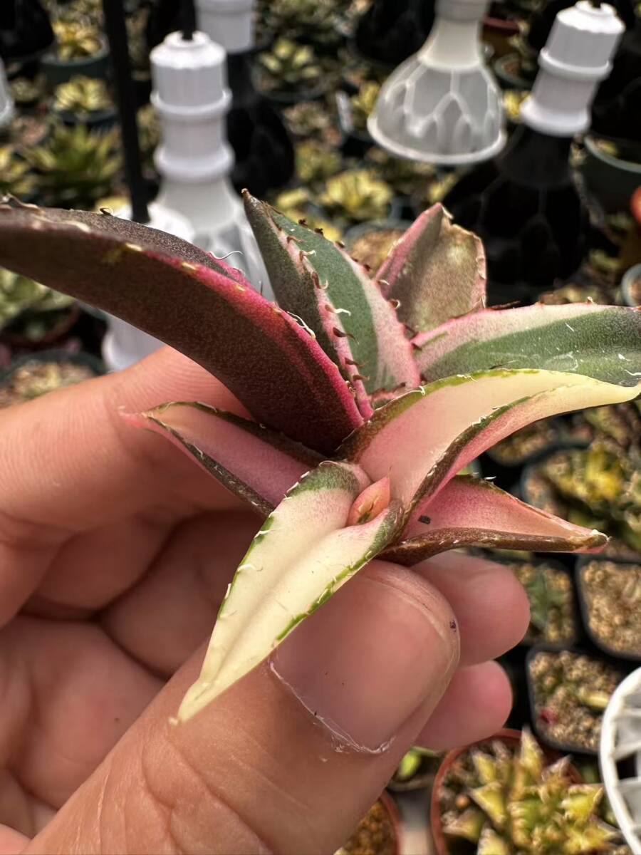 T2多肉植物 アガベ チタノタ 黒豹錦 極上斑入り白中斑錦+白覆輪 T2多肉植物 アガベ チタノタ 黒豹錦 極上斑入り白中斑錦+白覆輪
