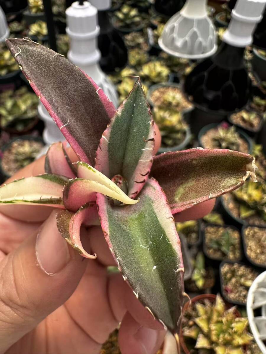 T2多肉植物 アガベ チタノタ 黒豹錦 極上斑入り白中斑錦+白覆輪 T2多肉植物 アガベ チタノタ 黒豹錦 極上斑入り白中斑錦+白覆輪
