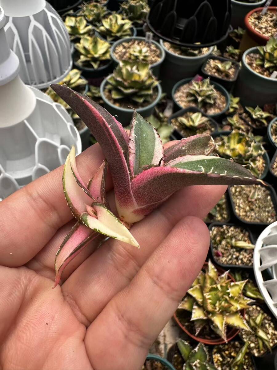 T2多肉植物 アガベ チタノタ 黒豹錦 極上斑入り白中斑錦+白覆輪 T2多肉植物 アガベ チタノタ 黒豹錦 極上斑入り白中斑錦+白覆輪