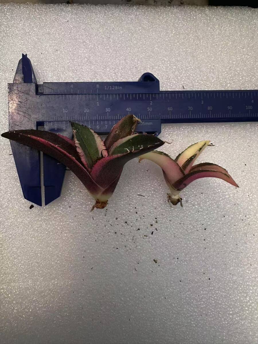 T2多肉植物 アガベ チタノタ 黒豹錦 極上斑入り白中斑錦+白覆輪 T2多肉植物 アガベ チタノタ 黒豹錦 極上斑入り白中斑錦+白覆輪