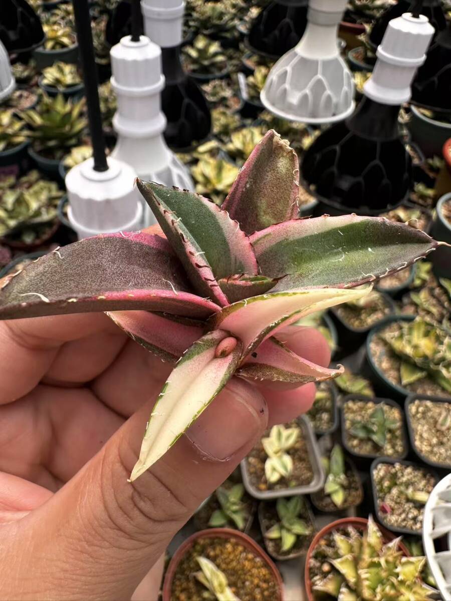 T2多肉植物 アガベ チタノタ 黒豹錦 極上斑入り白中斑錦+白覆輪 T2多肉植物 アガベ チタノタ 黒豹錦 極上斑入り白中斑錦+白覆輪
