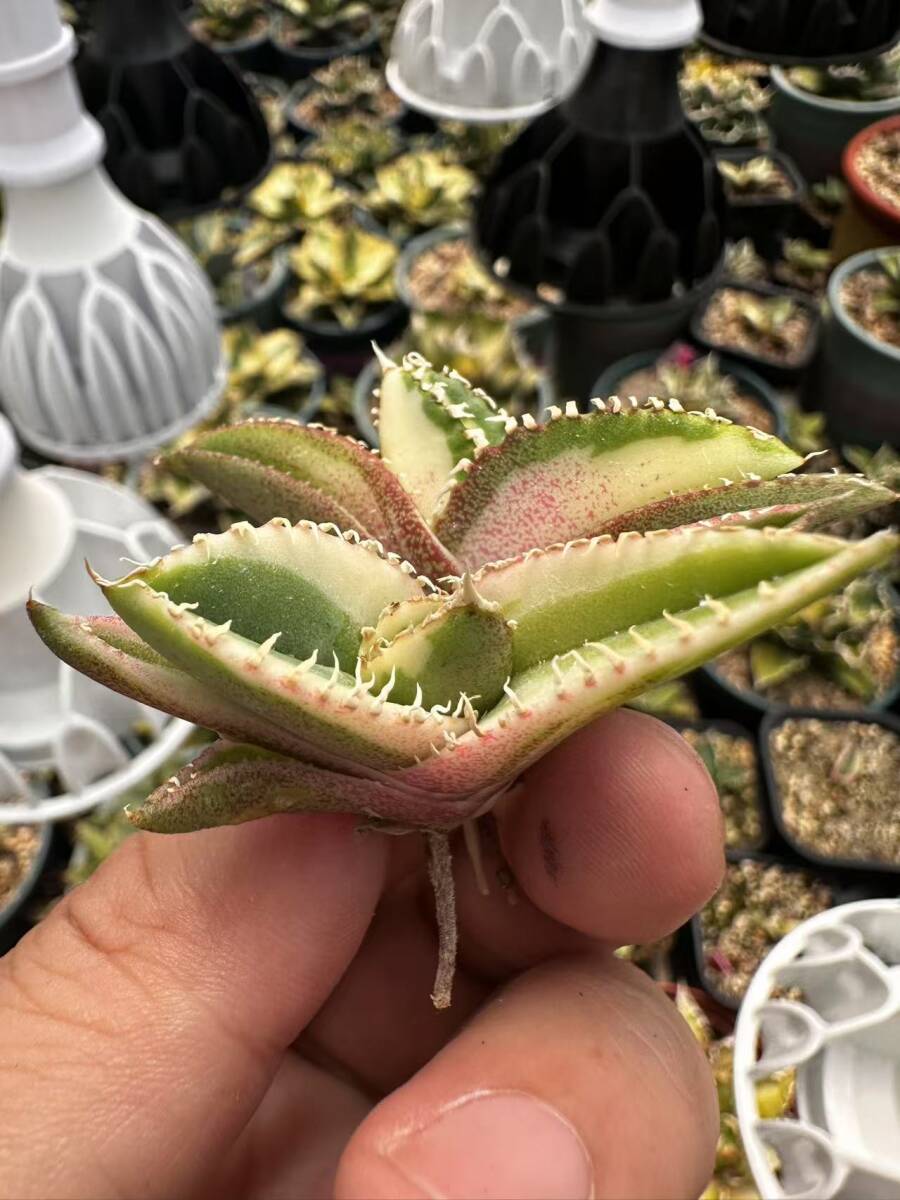 T41多肉植物 アガベ チタノタ SSS級 白豪刺錦 極上斑入り中斑錦+ T41多肉植物 アガベ チタノタ SSS級 白豪刺錦 極上斑入り中斑錦+