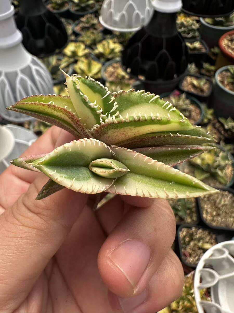 T41多肉植物 アガベ チタノタ SSS級 白豪刺錦 極上斑入り中斑錦+ T41多肉植物 アガベ チタノタ SSS級 白豪刺錦 極上斑入り中斑錦+