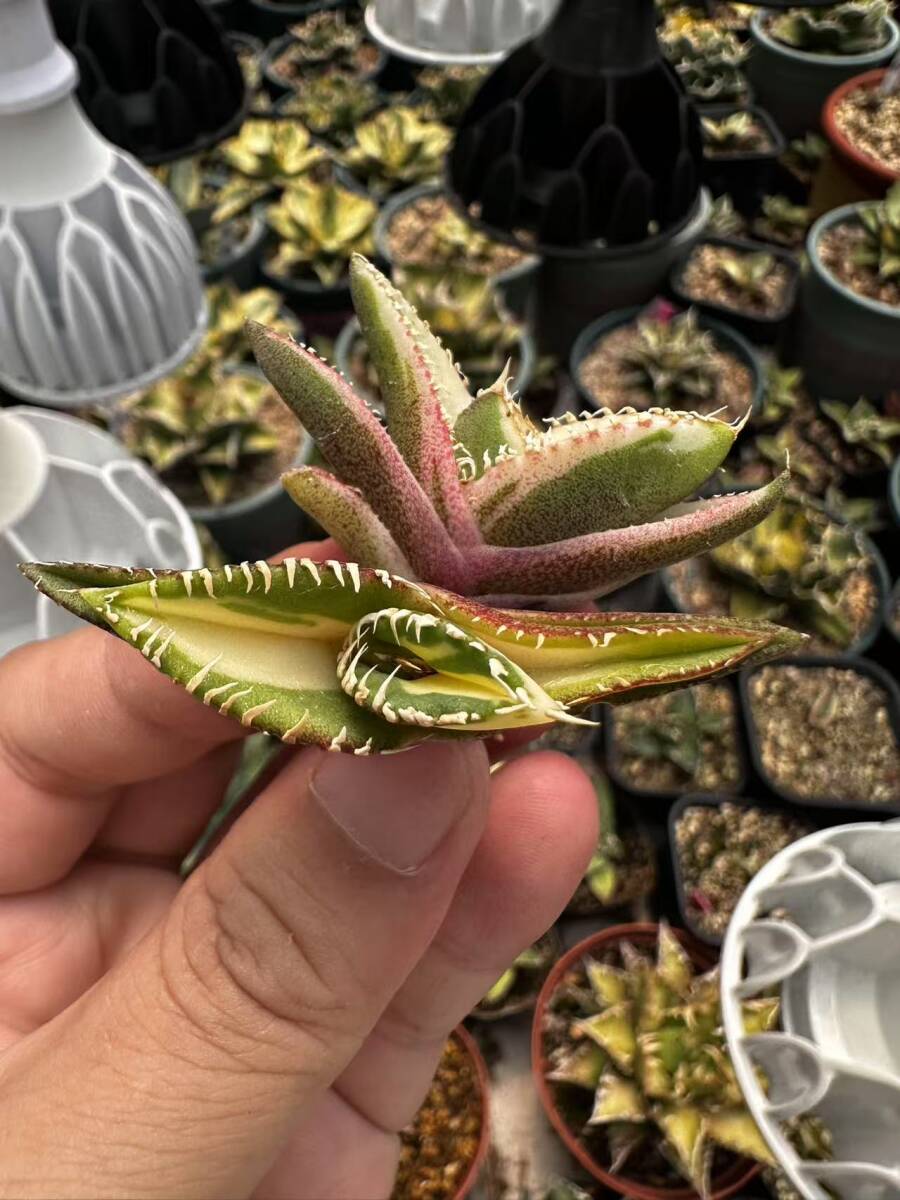 T41多肉植物 アガベ チタノタ SSS級 白豪刺錦 極上斑入り中斑錦+ T41多肉植物 アガベ チタノタ SSS級 白豪刺錦 極上斑入り中斑錦+