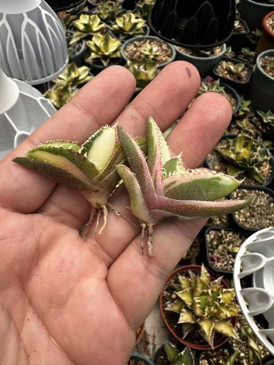 T41多肉植物 アガベ チタノタ SSS級 白豪刺錦 極上斑入り中斑錦+ T41多肉植物 アガベ チタノタ SSS級 白豪刺錦 極上斑入り中斑錦+