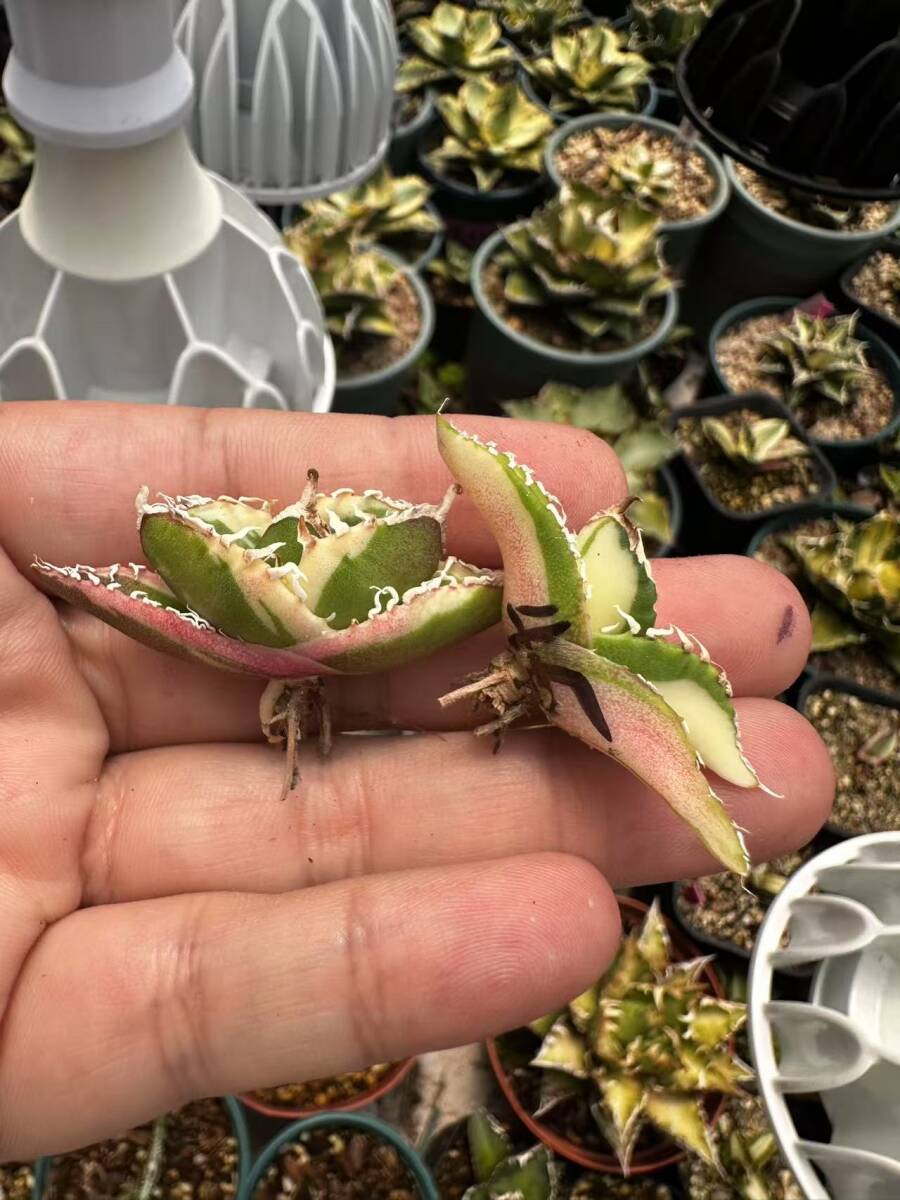 45アガベ チタノタ SAD 南アフリカダイヤモンド錦 極上斑入り白 45アガベ チタノタ SAD 南アフリカダイヤモンド錦 極上斑入り白