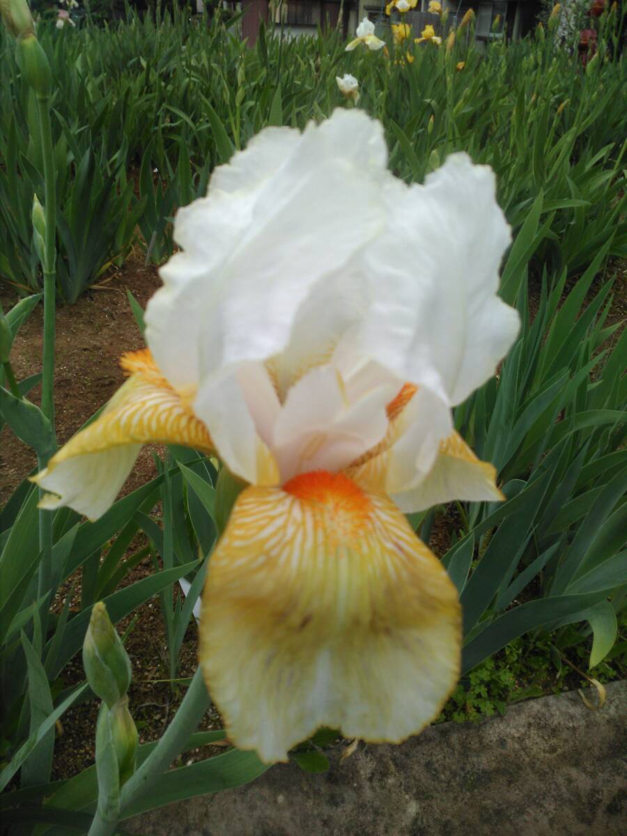 item_image_3