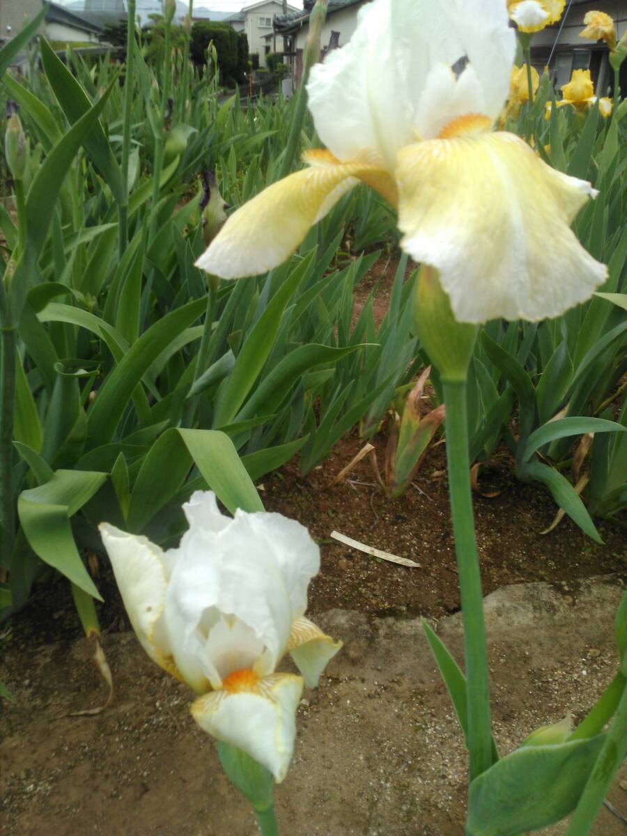 item_image_4