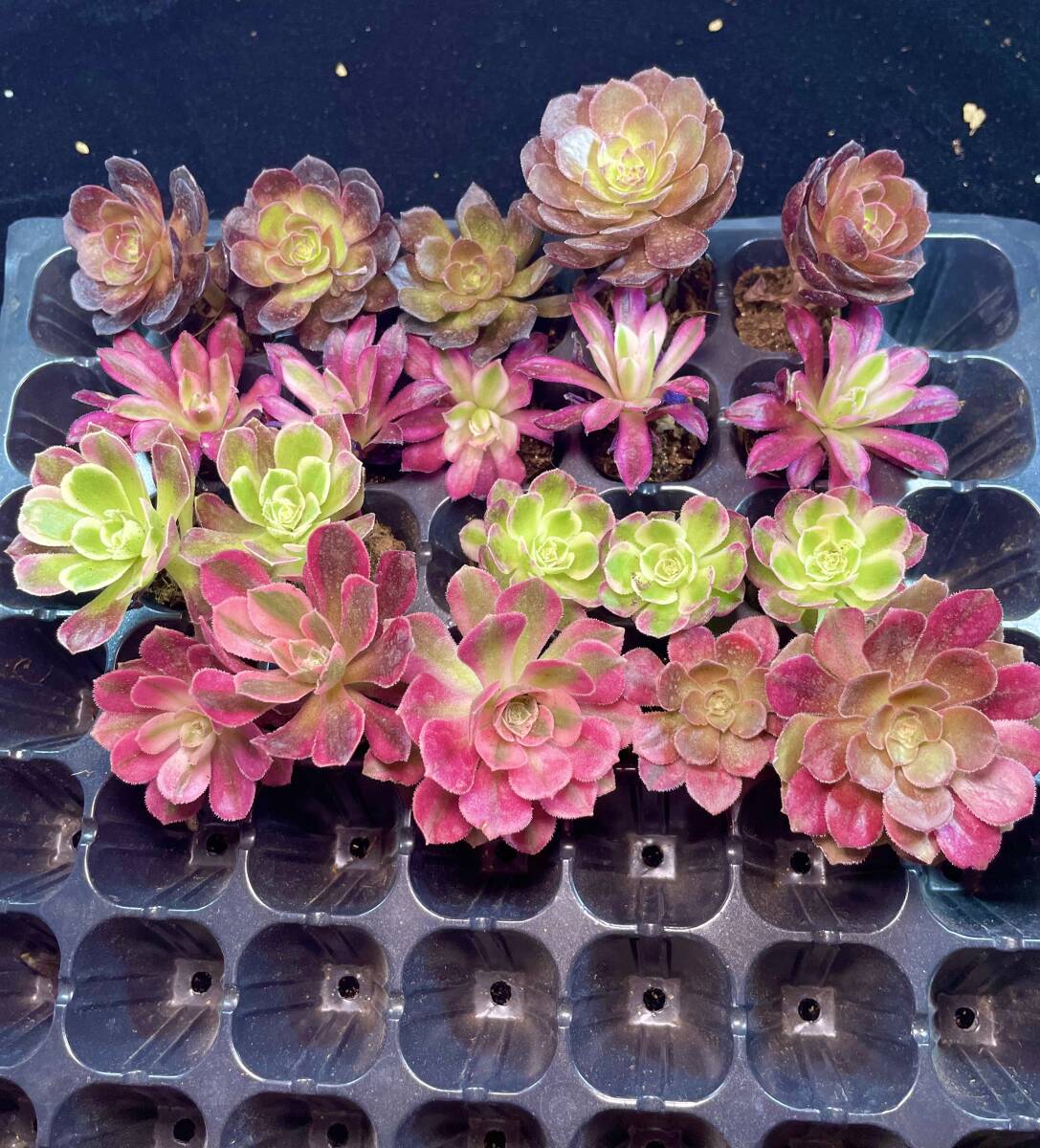 Takashi AeoniumセットC 【名前付き】 20苗セット 多肉植物 Takashi AeoniumセットC 【名前付き】 20苗セット 多肉植物