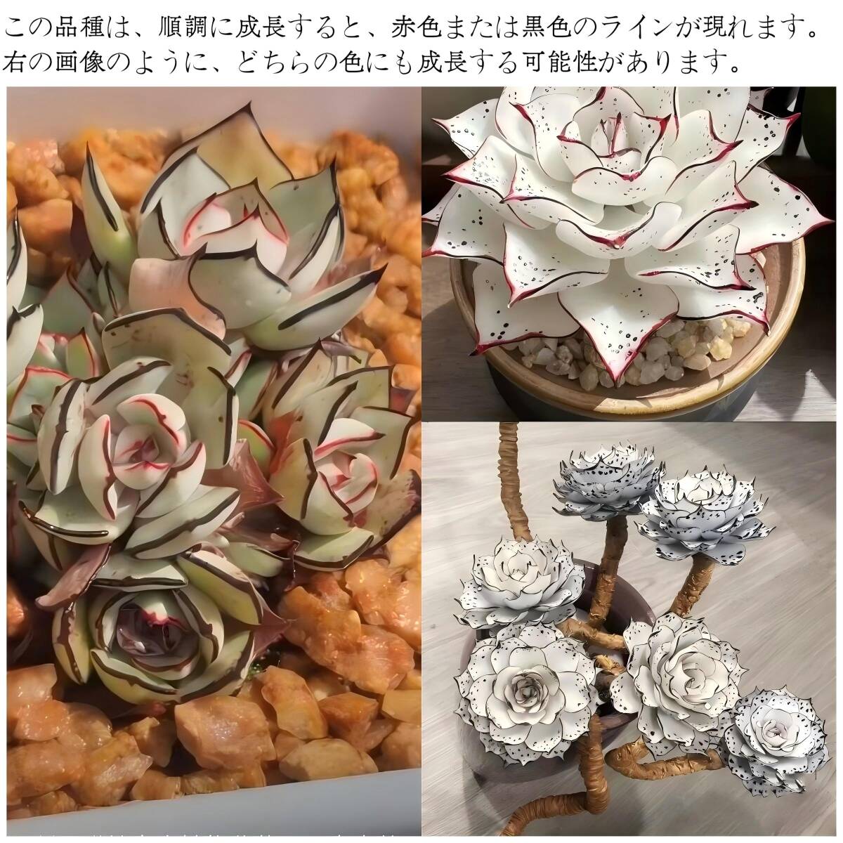Takashi ホワイト剣姫-nova 70苗セット 多肉植物 エケベリア Takashi ホワイト剣姫-nova 70苗セット 多肉植物 エケベリア