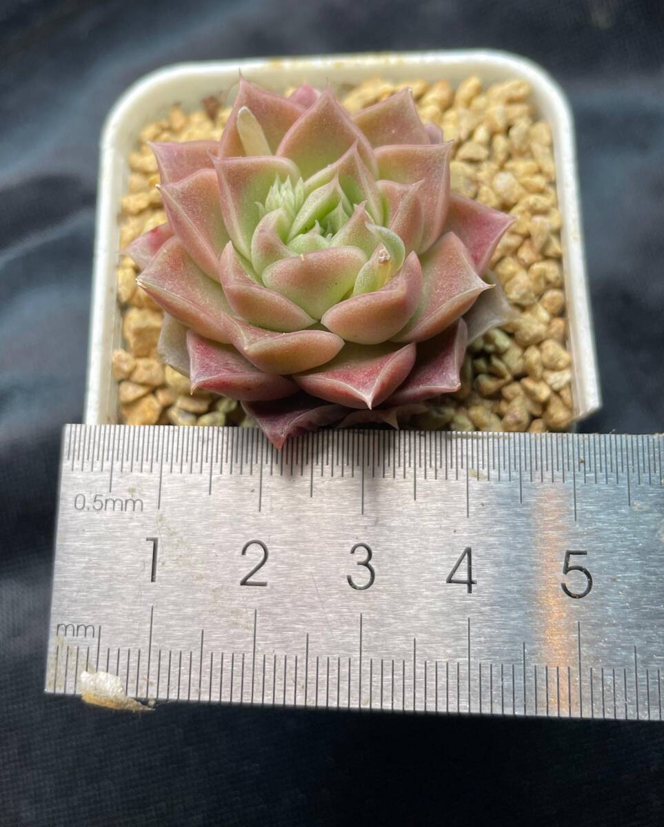 Takashi Lovely Rose' (Hybrid) 74苗セット 多肉植物 Takashi Lovely Rose' (Hybrid) 74苗セット 多肉植物