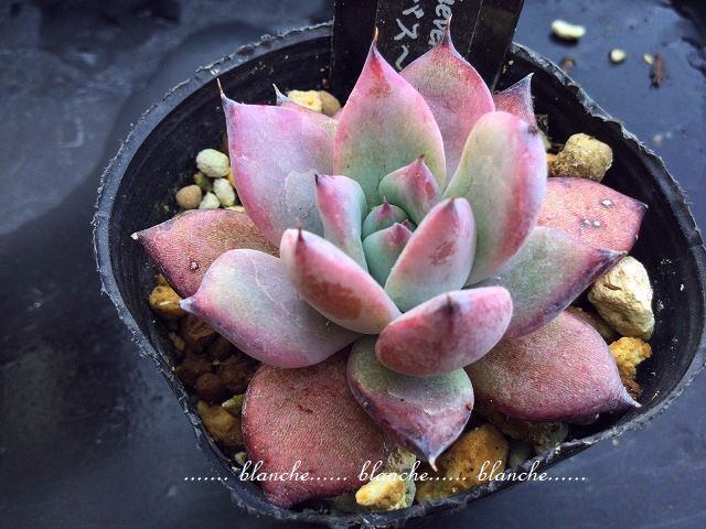 ☆かっこいいブラックサバス多肉植物☆紫エケベリアEcheveria ☆かっこいいブラックサバス多肉植物☆紫エケベリアEcheveria