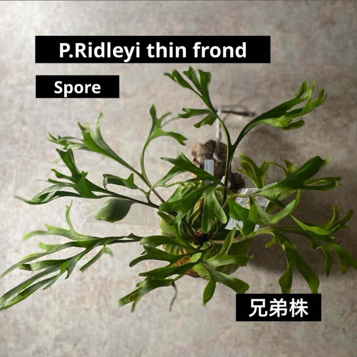リドスポ】ビカクシダ 子株 Ridleyi thin frond リドレイ 細葉 リドスポ】ビカクシダ 子株 Ridleyi thin frond リドレイ 細葉