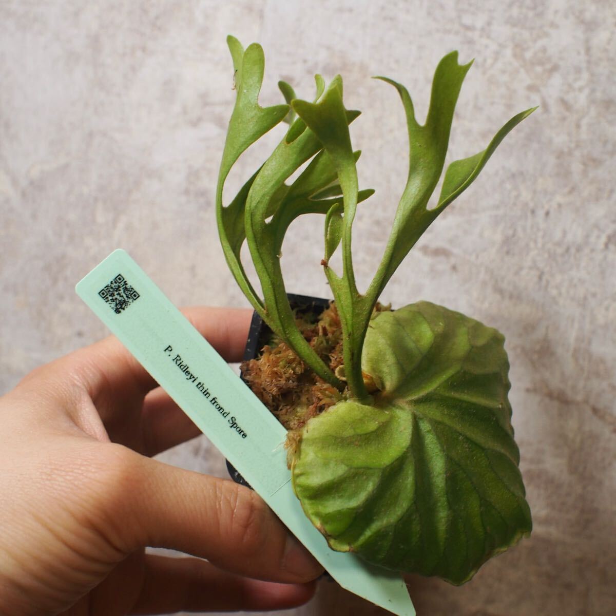 リドスポ】ビカクシダ 子株 Ridleyi thin frond リドレイ 細葉 リドスポ】ビカクシダ 子株 Ridleyi thin frond リドレイ 細葉