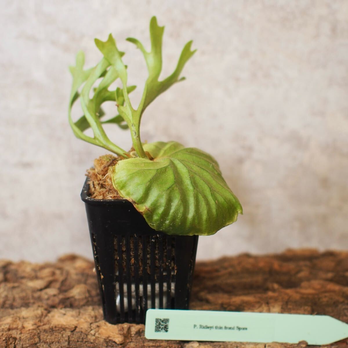 リドスポ】ビカクシダ 子株 Ridleyi thin frond リドレイ 細葉 リドスポ】ビカクシダ 子株 Ridleyi thin frond リドレイ 細葉