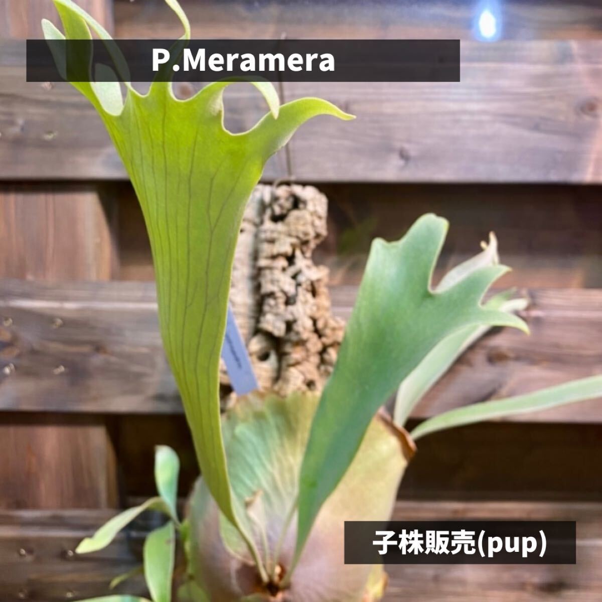 炎】ビカクシダ Meramera 子株(pup) メラメラ(ビカクシダ 炎】ビカクシダ Meramera 子株(pup) メラメラ(ビカクシダ