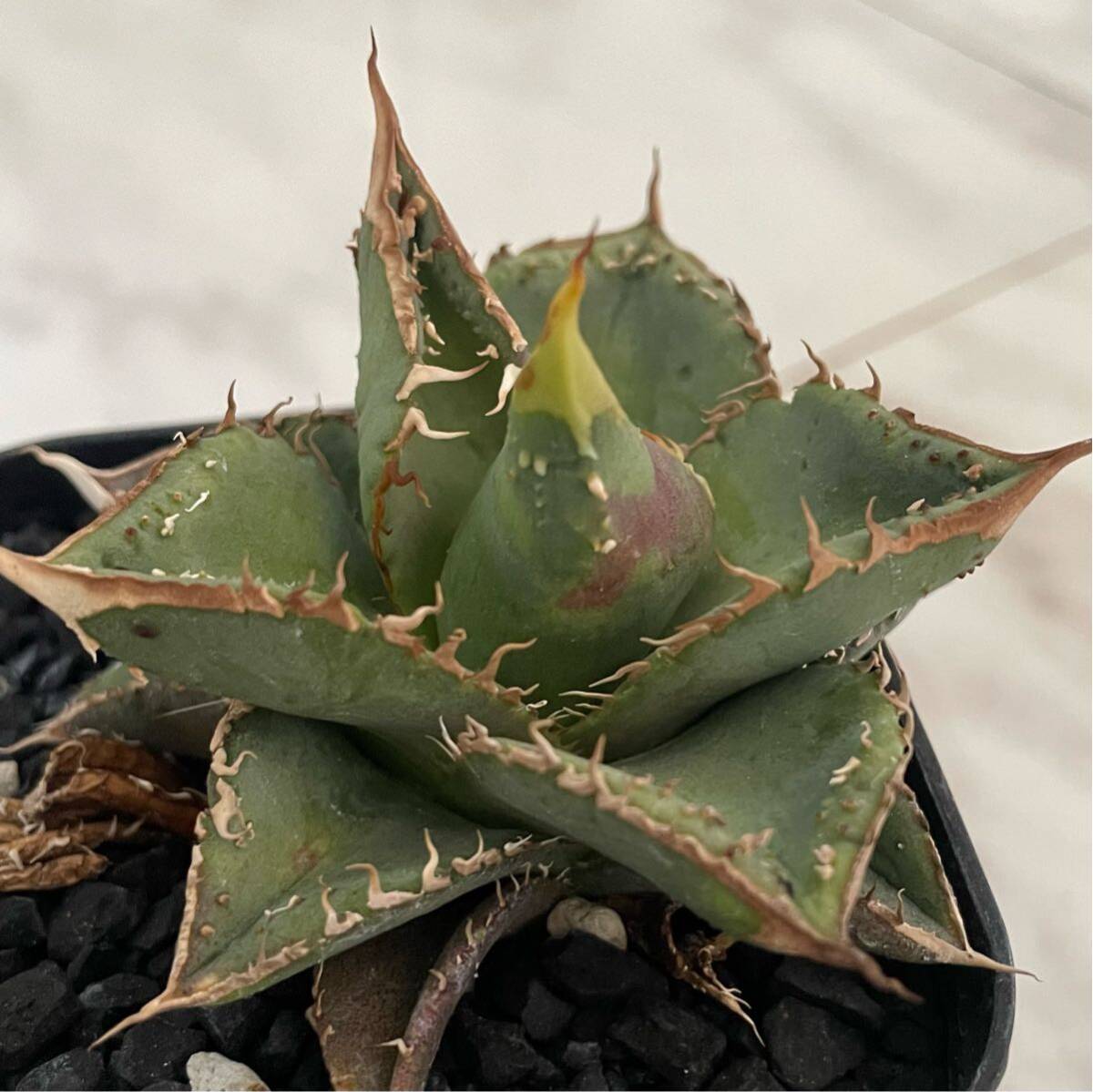 鉢のまま発送 ノーネーム ブツブツアガベ チタノタ agave 検索用 鉢のまま発送 ノーネーム ブツブツアガベ チタノタ agave 検索用
