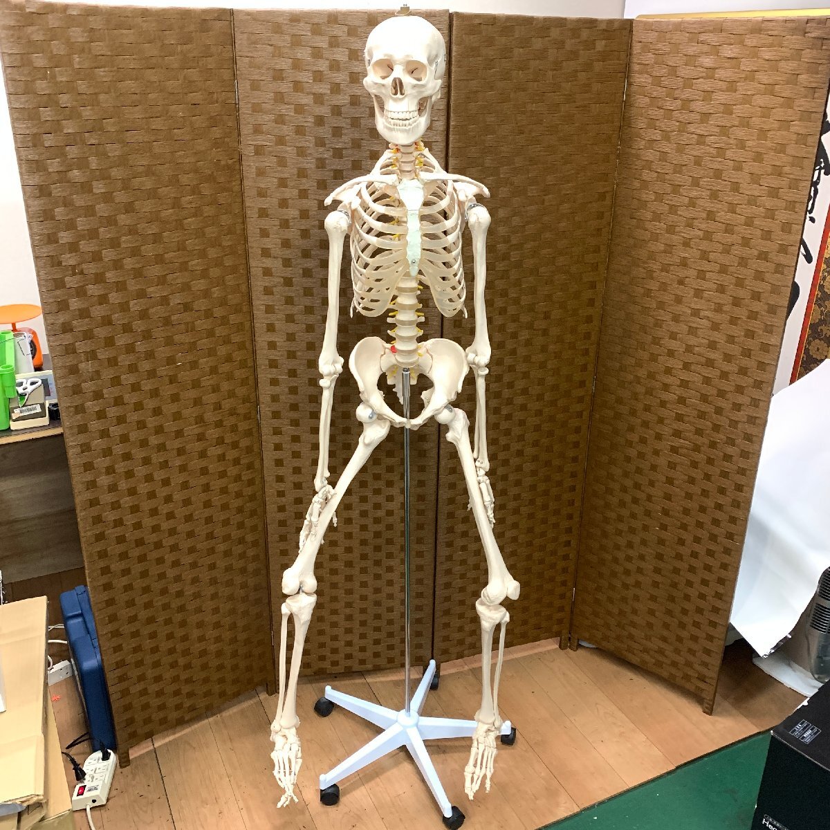 s001 G4 ※引取歓迎※ 等身大 人体骨格模型 165cm位 模型 人体模型 s001 G4 ※引取歓迎※ 等身大 人体骨格模型 165cm位 模型 人体模型
