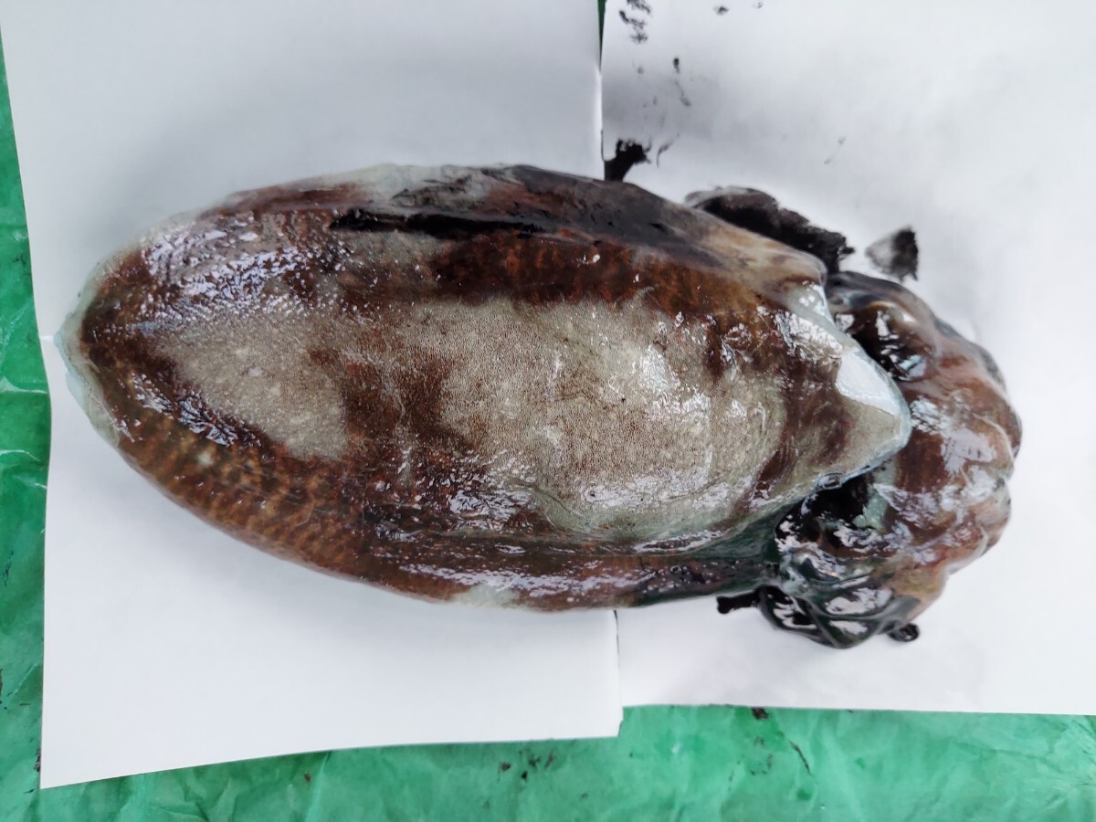 甲イカ25cm 500g1匹1080円即決