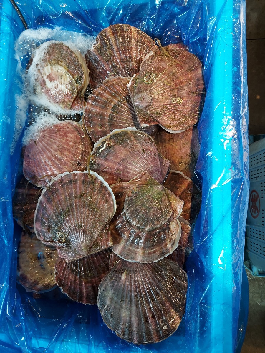 青森ホタテ中20枚セット3980円即決。