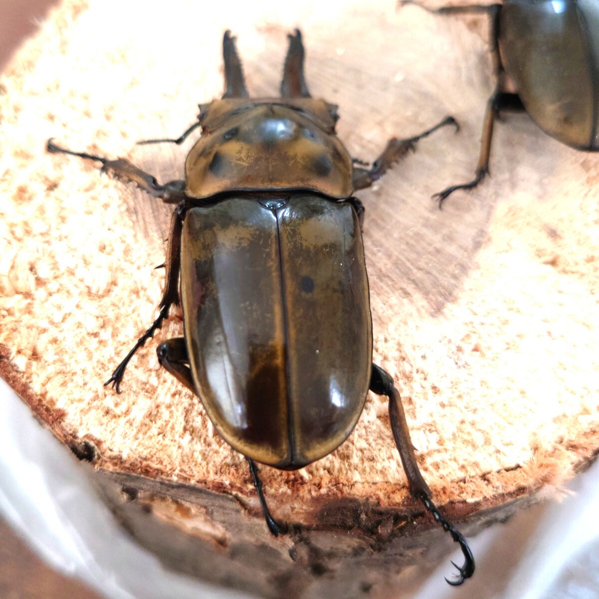 即ブリ] ババオウゴンオニクワガタ ペア③ ♂65.7♀46.8♀45.0