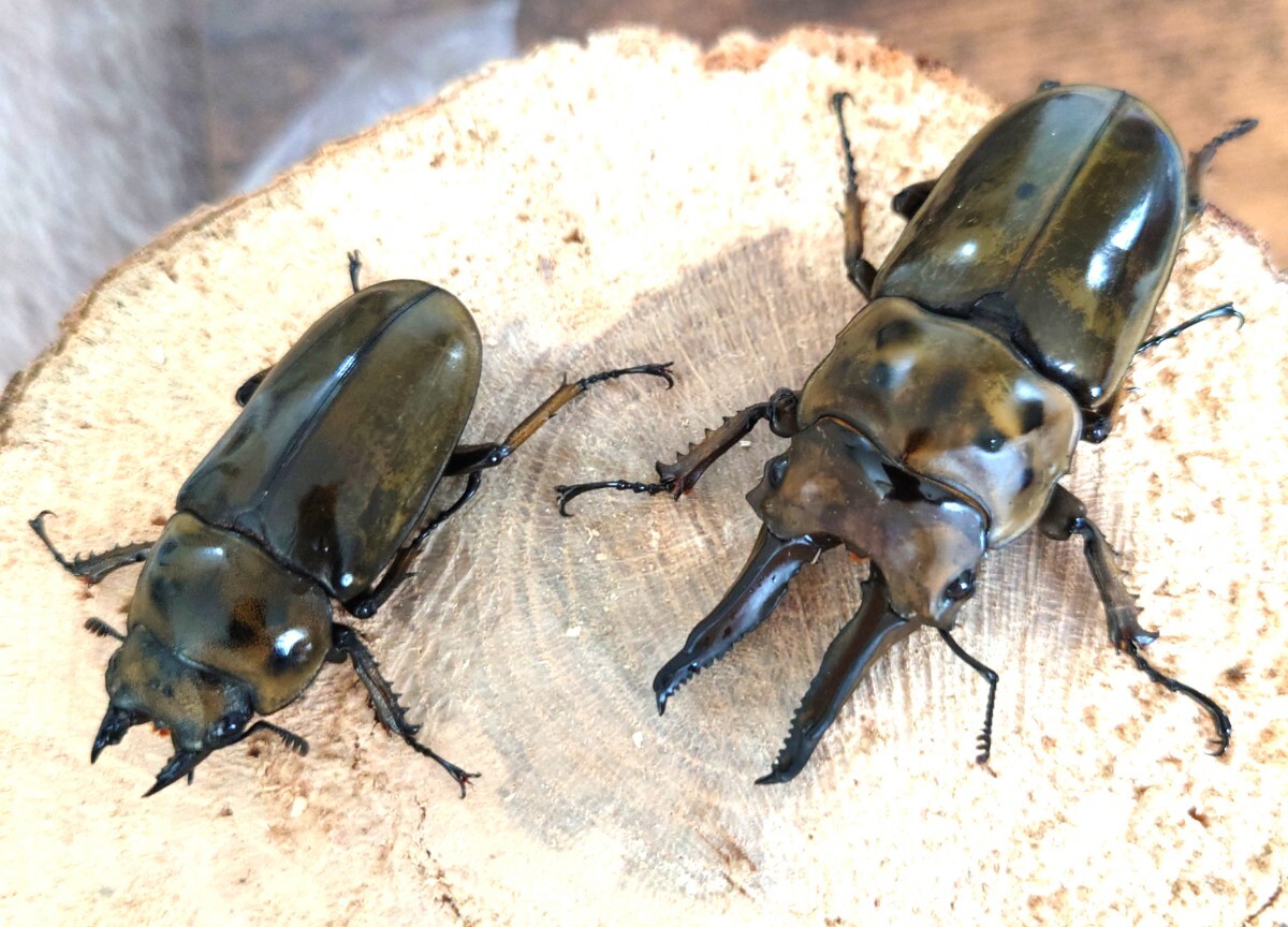 ババオウゴンオニクワガタ♂約58ミリ×♀約45ミリ 使用済ペア