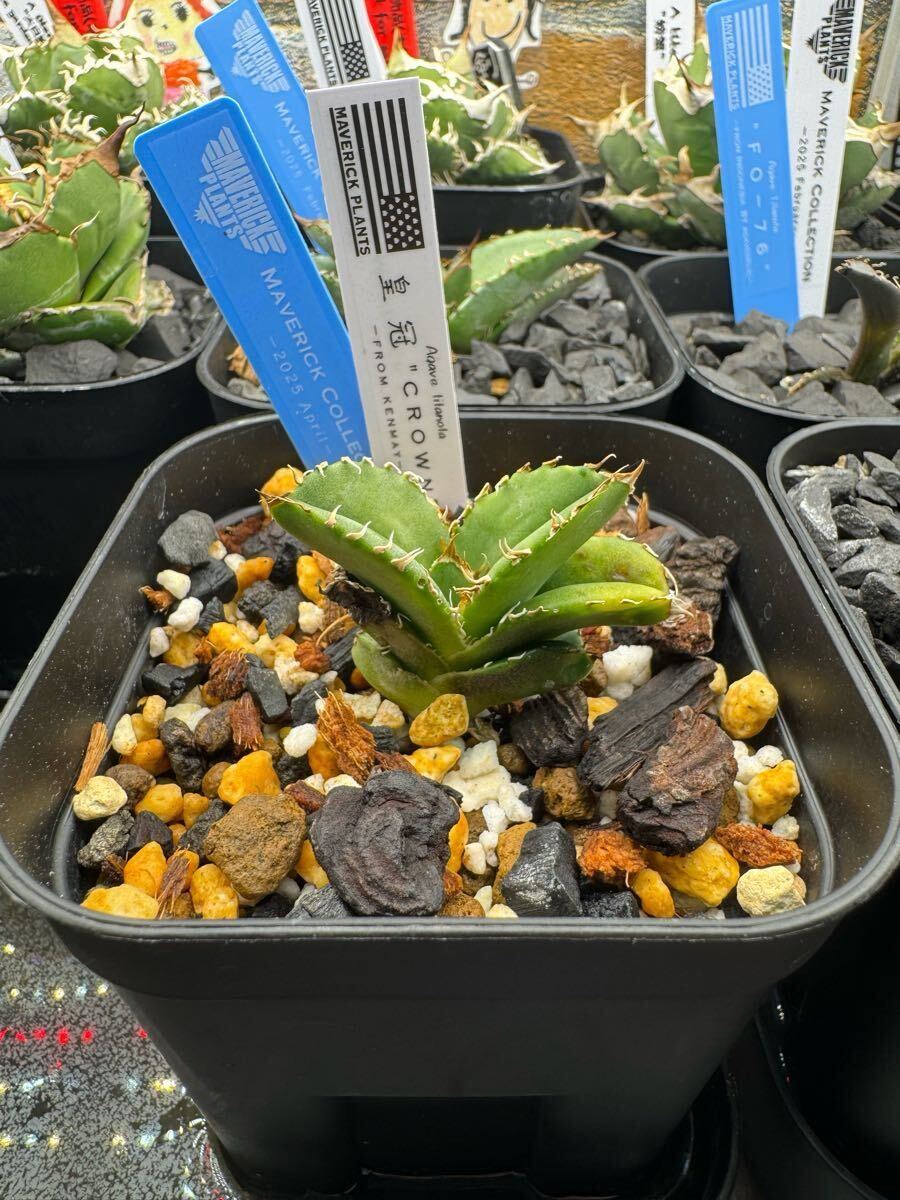 Agave titanota アガベ チタノタ crown クラウン 皇冠 検)清櫻 Agave titanota アガベ チタノタ crown クラウン 皇冠 検)清櫻