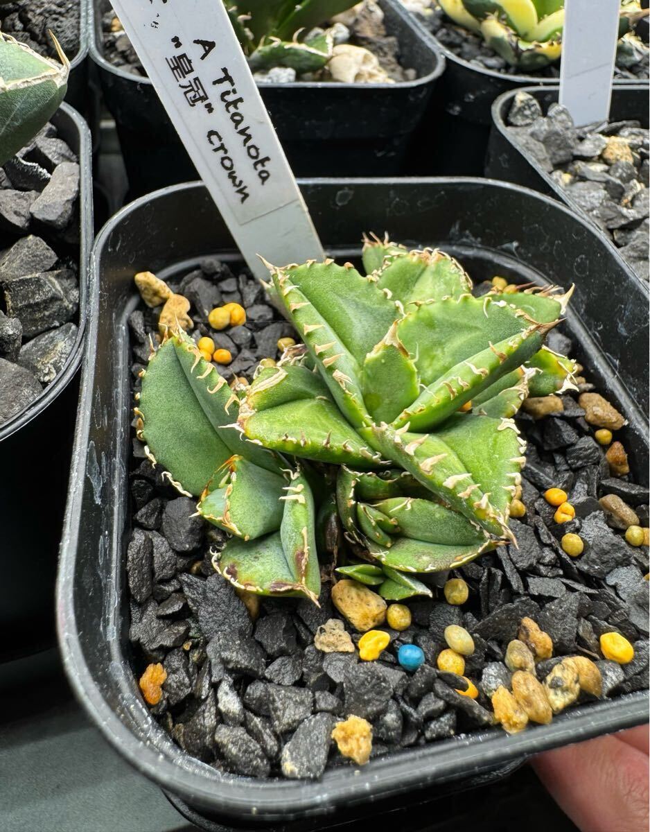 Agave titanota アガベ チタノタ crown クラウン 皇冠 検)清櫻 Agave titanota アガベ チタノタ crown クラウン 皇冠 検)清櫻