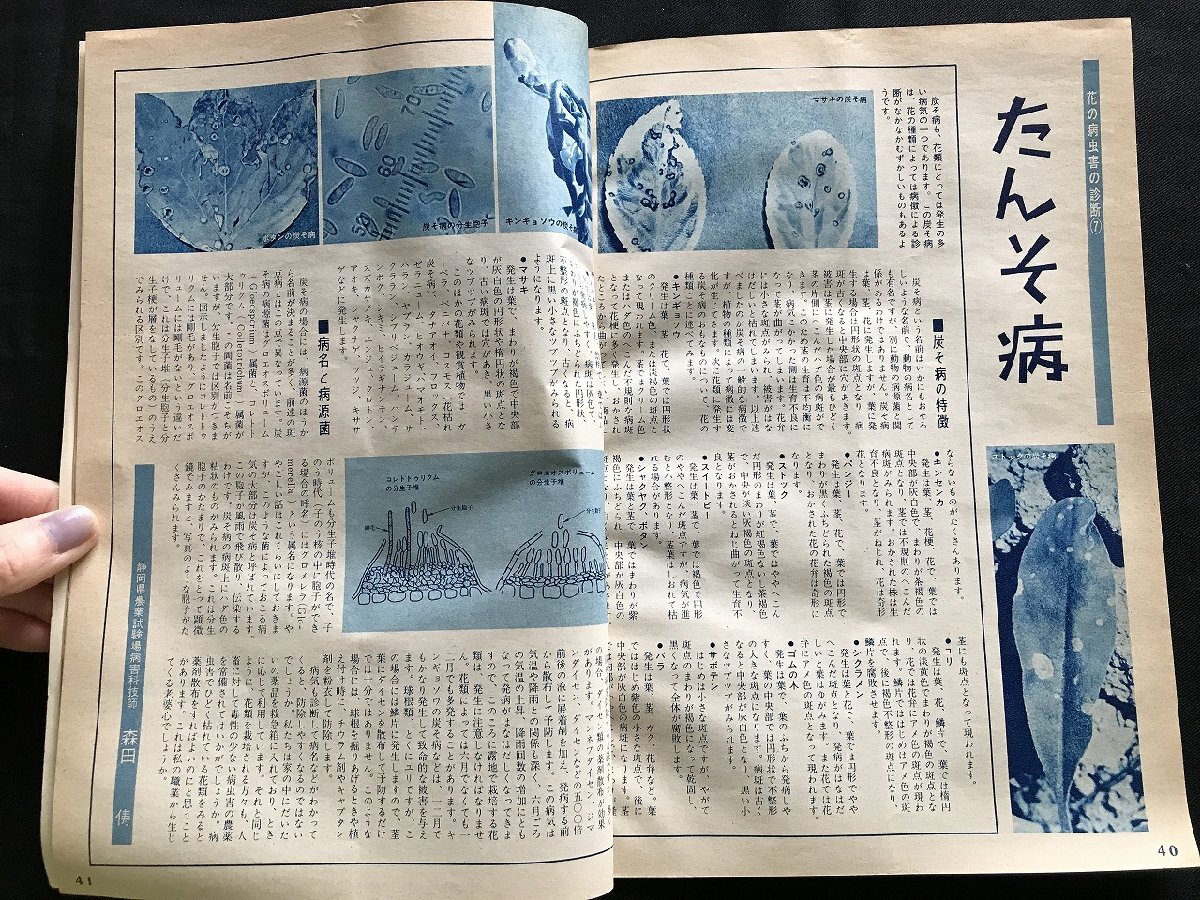 i◎*園蕓新知識(shí)　昭和42年2月　タキイ種苗　花の號(hào)　バラ グラジオラス ユキツバキ パンジー　1點(diǎn)　中古雑志　14/D10