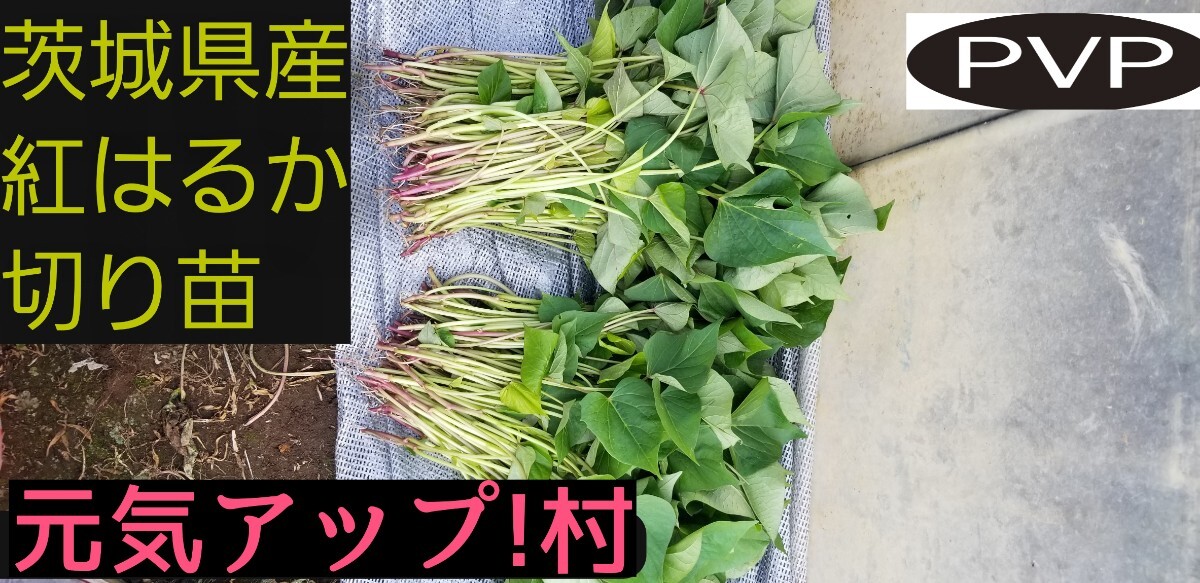 100本4月下旬より順次発送茨城県産紅はるかさつまいも苗ウイルス 100本4月下旬より順次発送茨城県産紅はるかさつまいも苗ウイルス